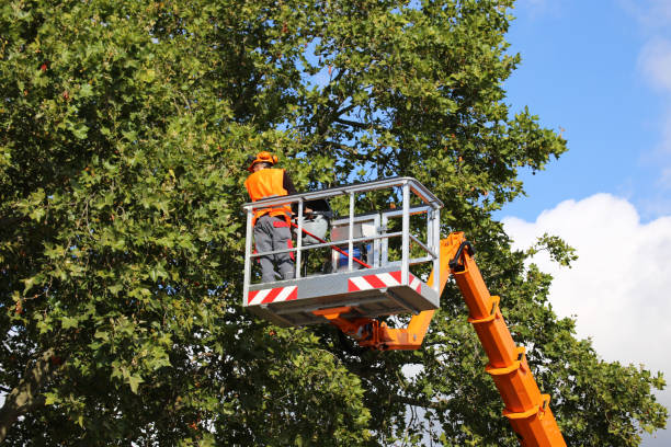 Dead Tree Removal